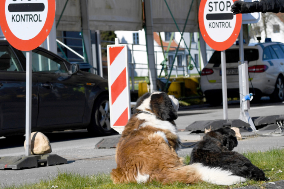 Zwei Hunde warten in der Sonne an der dänischen Grenze auf ihren Besitzer.