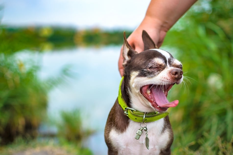There are many reasons why dogs yawn.