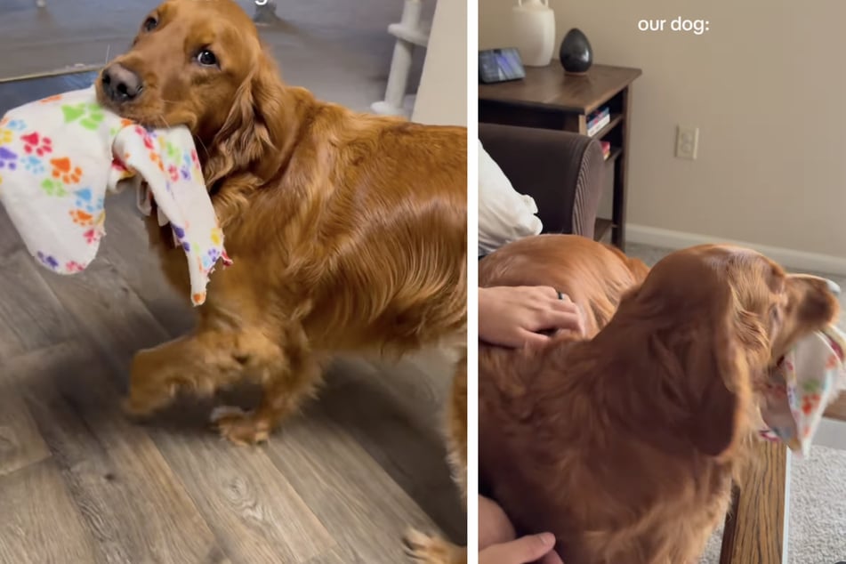 Golden Retriever "Rigby" scheint das Vorbild für die merkwürdigen Geräusche des Babys zu sein.