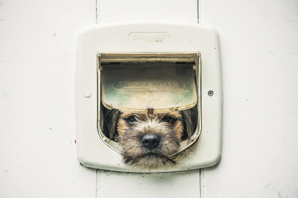 Border Terriers are great for apartment living.