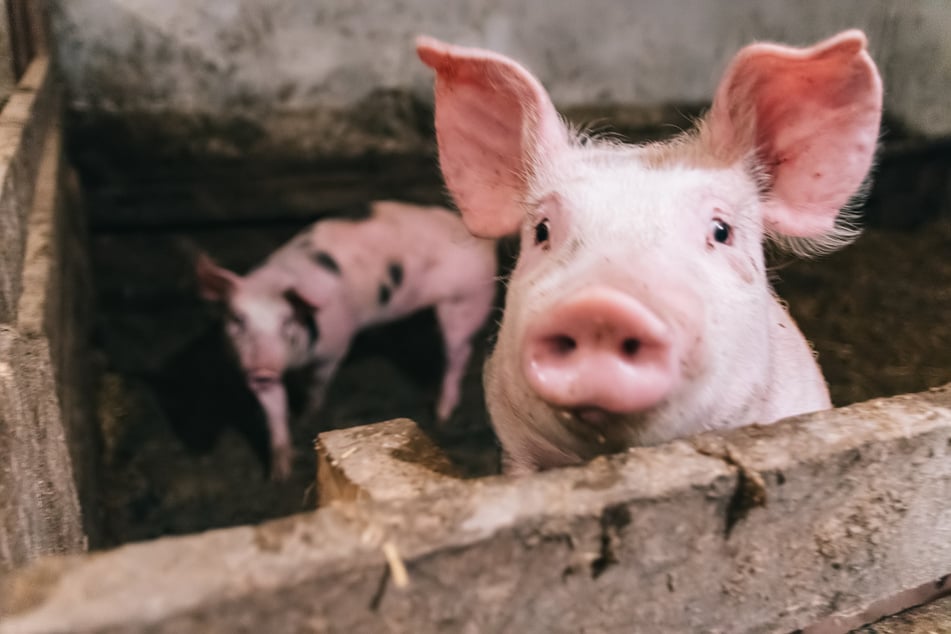 Schweineherzen sehen menschlichen Herzen verblüffend ähnlich. (Symbolfoto)