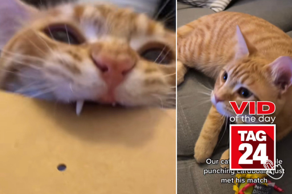 viral videos: Viral Video of the Day for March 30, 2023: Frisky feline meets his match