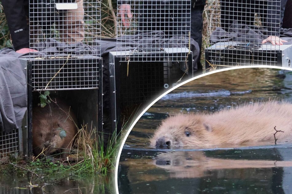 Tierische Helfer im Einsatz: Biber sollen Landschaft umkrempeln