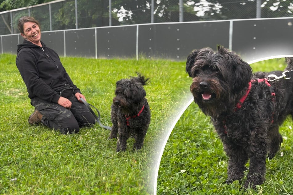Hündin nach Vermittlung zurückgebracht: Zwergschnauzer Lili kein "Anfängerhund"