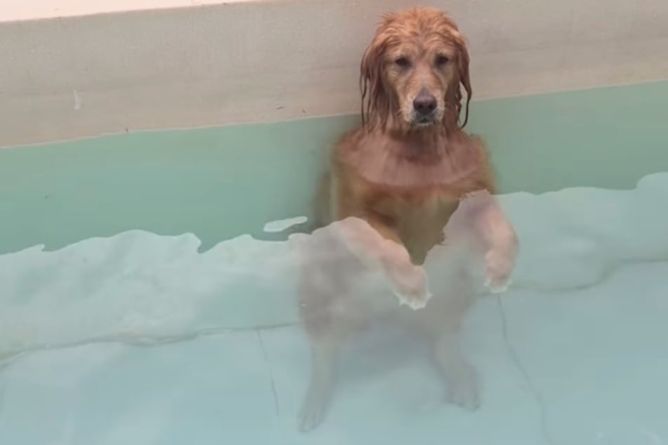 Kurioser Anblick: Noeul hat einen Weg gefunden, entspannt im Pool zu stehen.