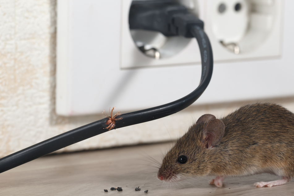 Nachdem sie Ratten in ihrer Wohnung entdeckte, ist eine junge Frau aus Mönchengladbach beinahe von zwei Kammerjägern über den Tisch gezogen worden. (Symbolbild)