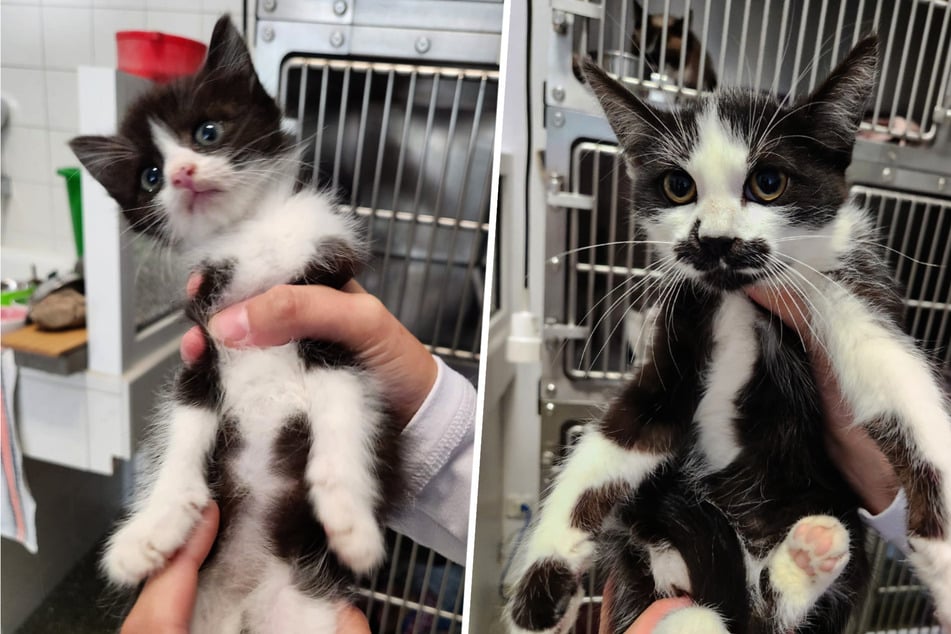 Sin embargo, el veterinario Michael Eberhart está casi seguro de que los gatitos de distintas edades no provienen de una misma camada.