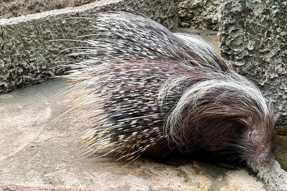 Zwei Stachelschweine sind aus dem Tierheim entwischt. (Symbolfoto)
