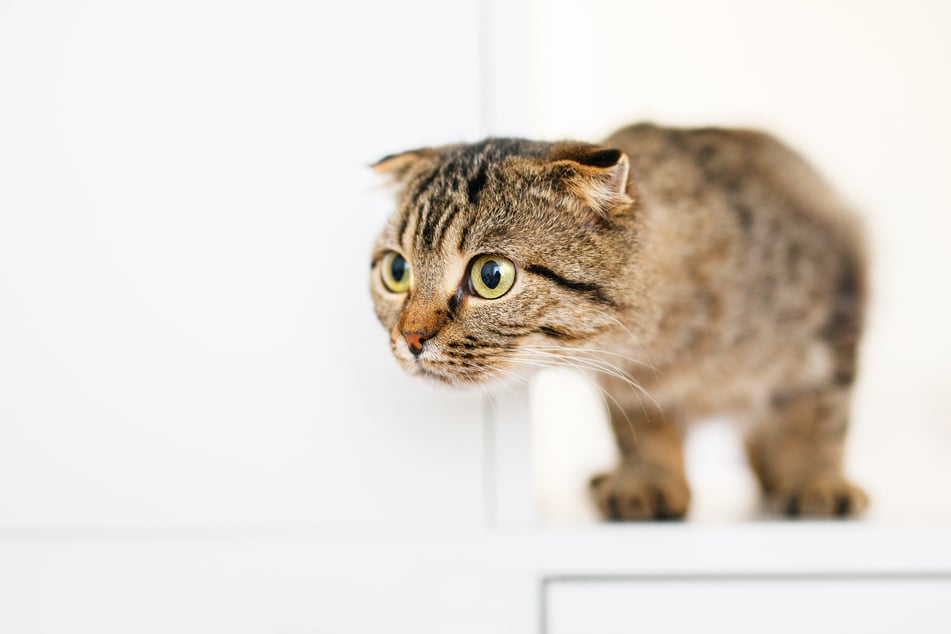 Wenn eine Katze in die Wohnung pieselt, stecken nicht immer gesundheitliche Probleme dahinter.