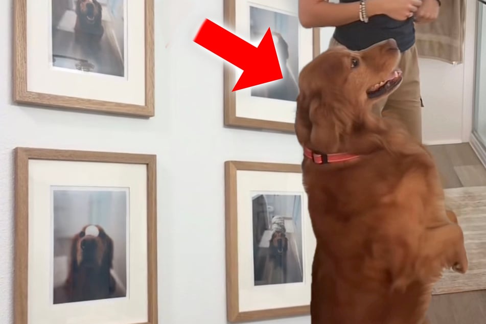 Golden Retriever sieht sich selbst auf Bildern: Seine Reaktion sorgt für Staunen
