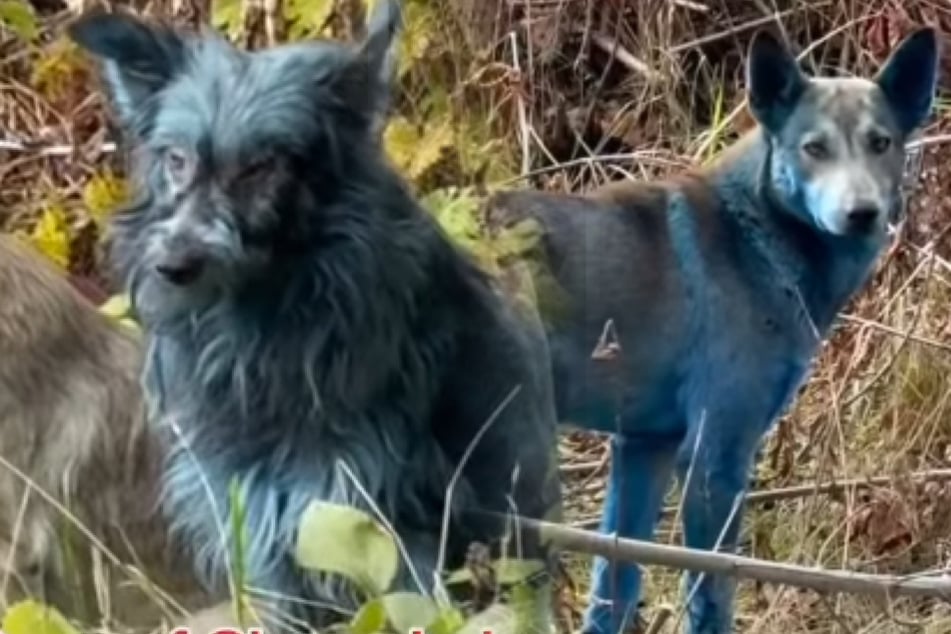 Descubrimiento misterioso en Chernóbil: se avistaron perros azules en la zona de exclusión.