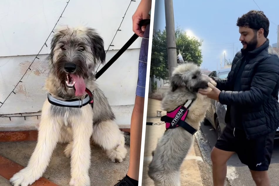 Mit rund fünf Monaten sieht Athena heute wie ein ganz anderer Hund aus.