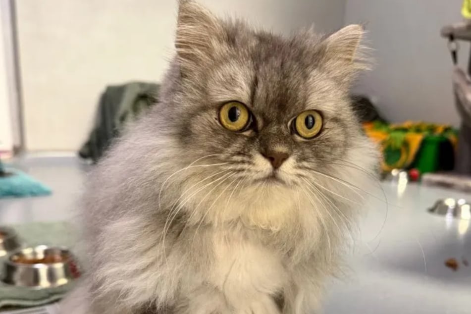 Die hübsche Katze sucht ein neues Zuhause bei Menschen, die ihr jede Menge Zeit und Aufmerksamkeit schenken können.