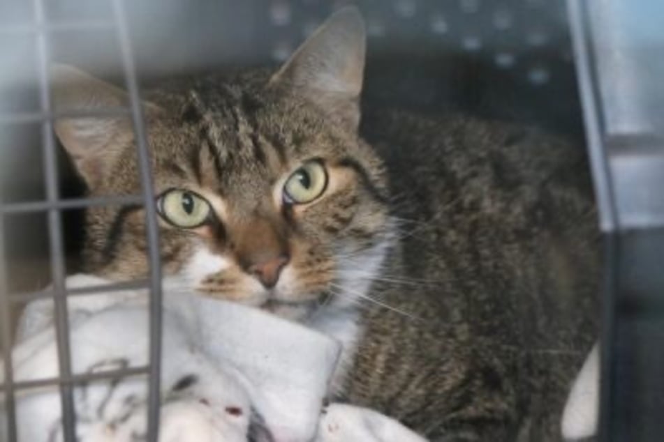 Erwin (getigert-weiß) ist noch etwas zurückhaltend in seiner neuen Umgebung.