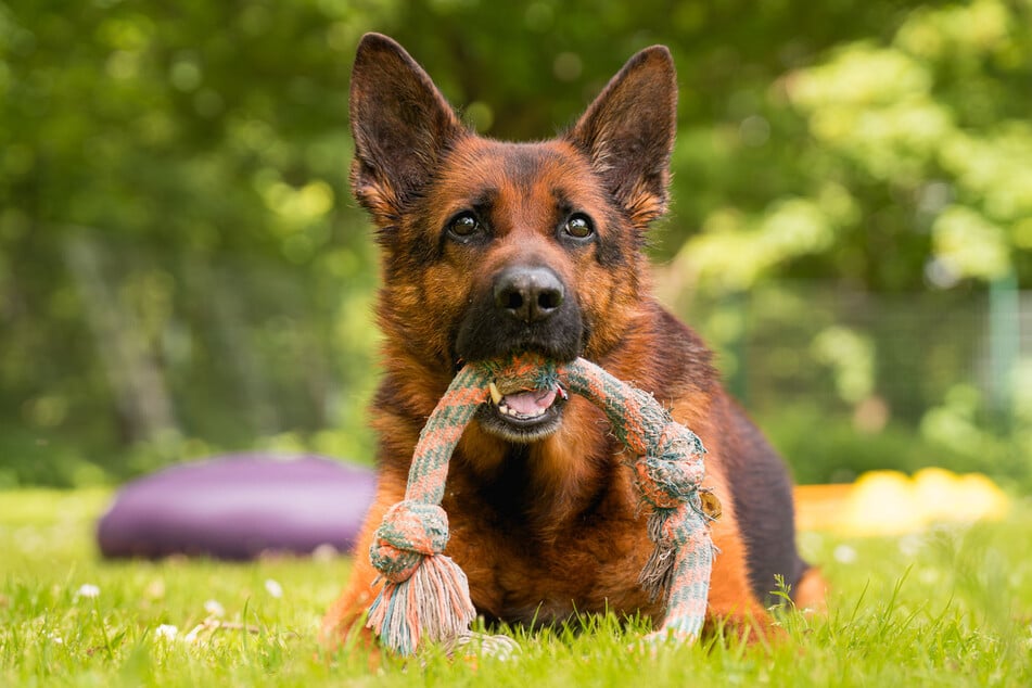 Chemnitz: Hund hat Schlimmes hinter sich: Wer schenkt Cooper ein neues Zuhause?