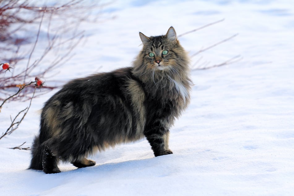 Dem dichten und wasserabweisenden Fell der Norwegischen Waldkatze kann Kälte nichts anhaben.
