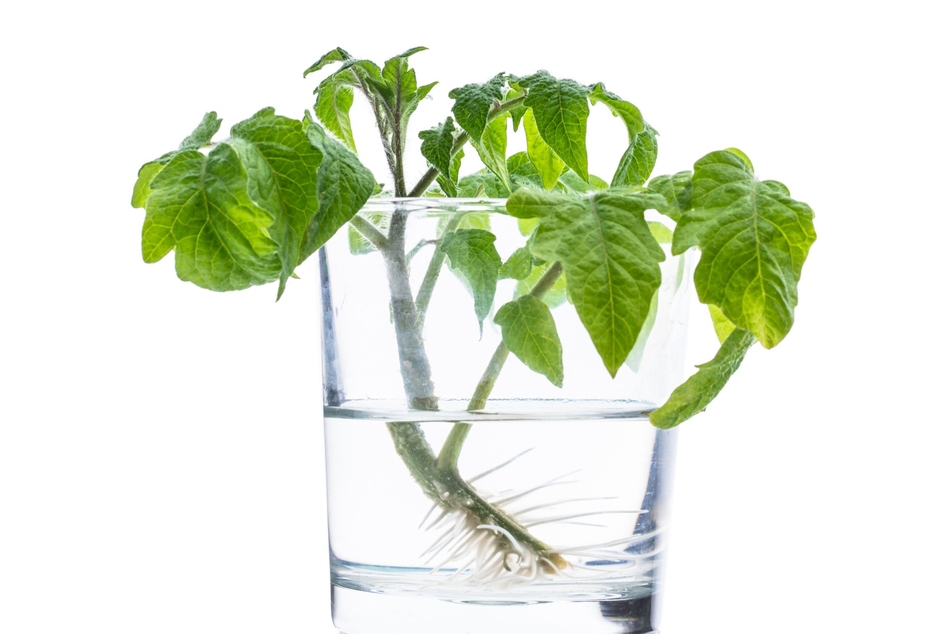 Man kann auch Tomatenpflanzen durch Stecklinge vermehren - ganz einfach in einem Glas Wasser.
