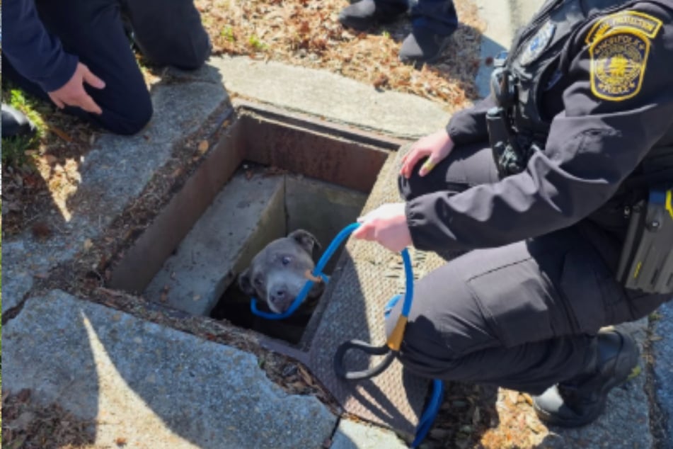 Mit ganz viel Geduld und einem Seil manövrierten die Retter den Vierbeiner aus dem Abwasserkanal.