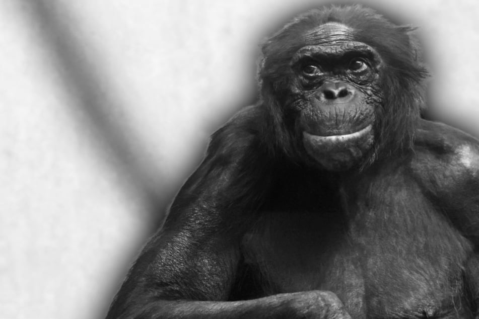 Weltweit ältestes Tier seiner Art eingeschläfert: Zoo trauert um Bonobo im Rekord-Alter