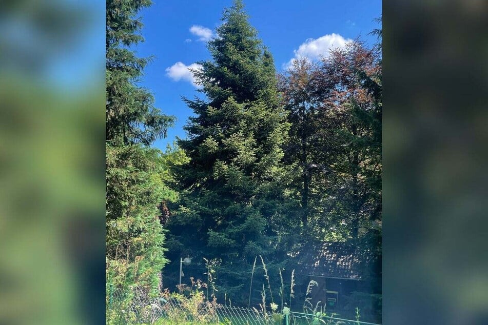 Ein Weihnachtsbaum aus dem Sauerland - muss das sein?