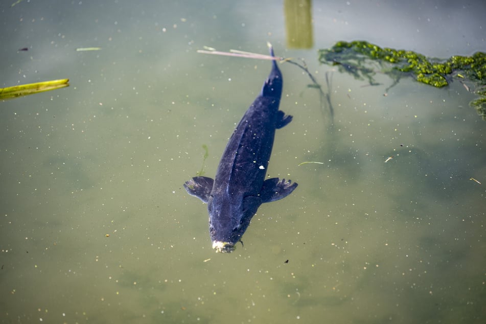 Einer der letzten beiden Störe dreht im Teich noch seine Runden.