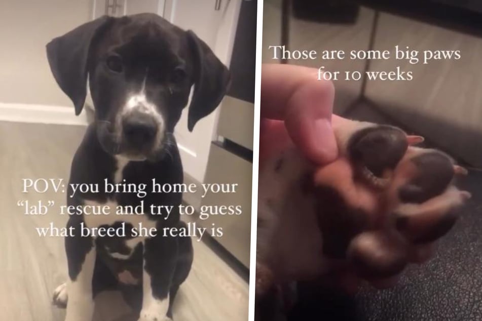 Sierra se ukázala jako mix dogů.