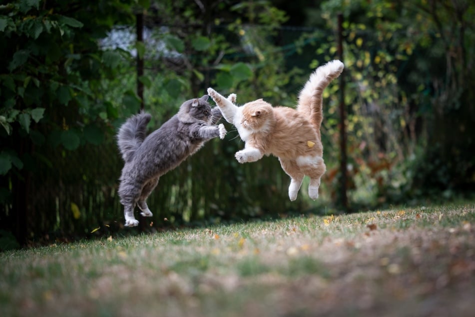 Ob die Katzen kämpfen oder nur zum Spaß miteinander raufen, kannst Du erkennen, wenn Du sie genauer beobachtest.