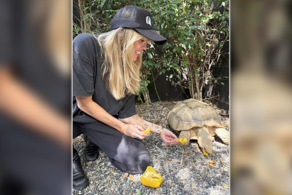 Miley Cyrus (33) adoptierte eine 20 Jahre alte Schildkröte.