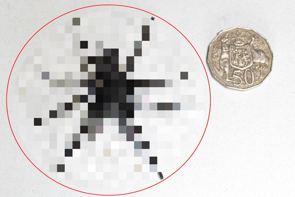 Kann Menschen in kürzester Zeit töten: Mega-giftige Rekordspinne entdeckt!