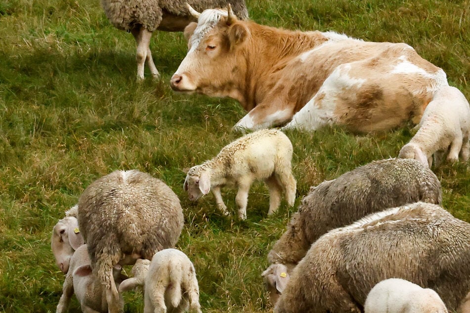 Arrancado del matadero: la vaca se siente como en casa entre estos animales