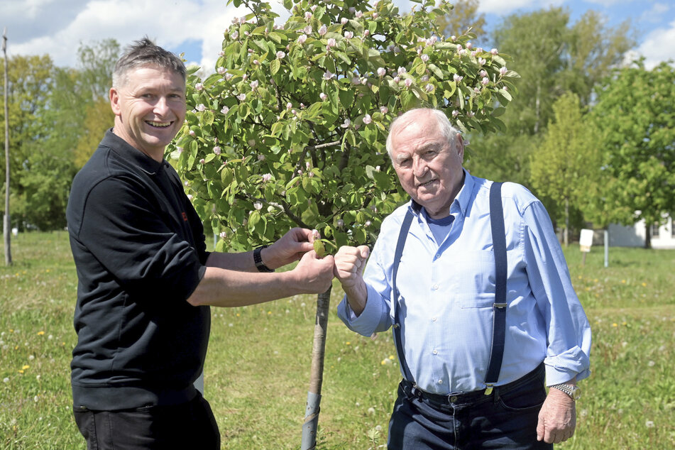 Kelterei-Chef Tino Walcha (55, l.) konnte Boxtrainer-Legende Ulli Wegner (82) von einer Baumpatenschaft überzeugen.