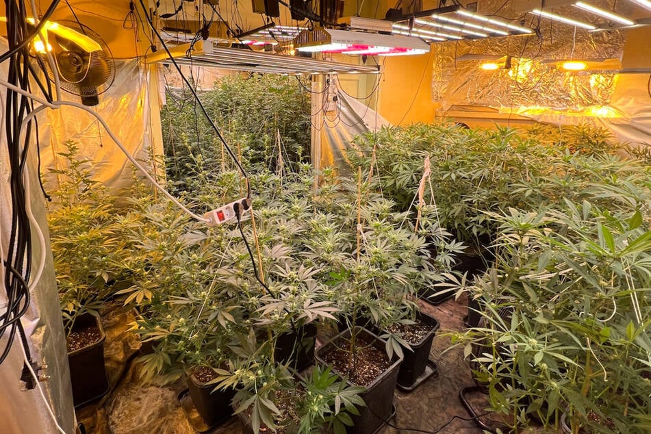 Über 500 Cannabispflanzen wurden bei einer Durchsuchung in Mansfeld entdeckt.