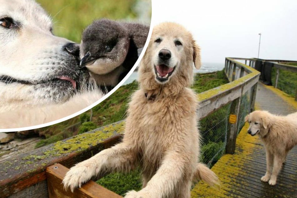 These Italian shepherd dogs protect the penguins from foxes while they breed.