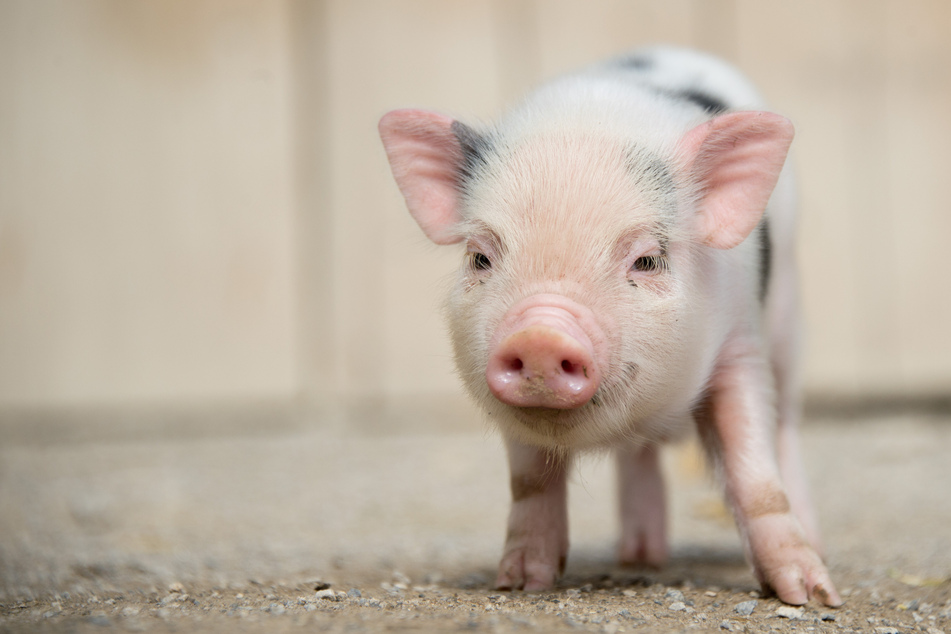 In Hannover ist ein Mietstreit um ein kleines Schwein als Haustier vor Gericht gelandet. (Symbolfoto)