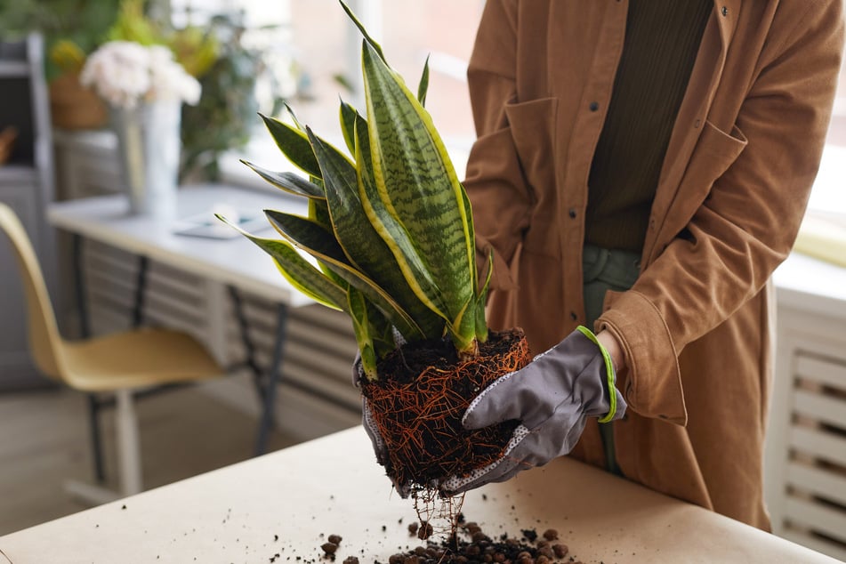 Mit den richtigen Infos und Mitteln ist es ganz einfach, eine Sansevieria umzutopfen.