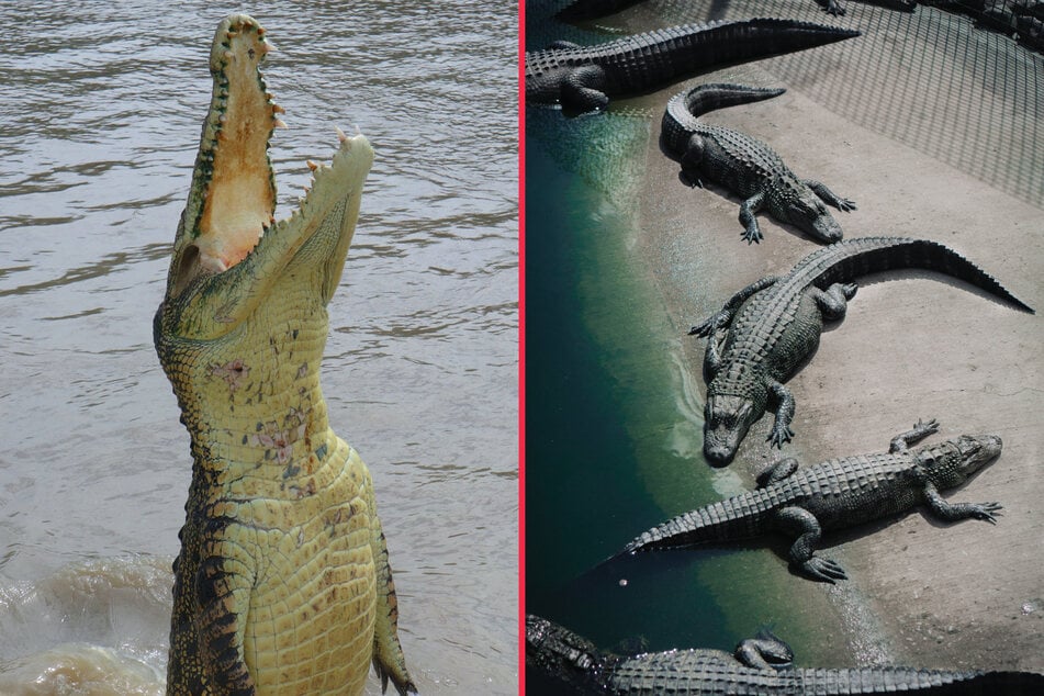 Alligator vs. Crocodile, Who Would Win?