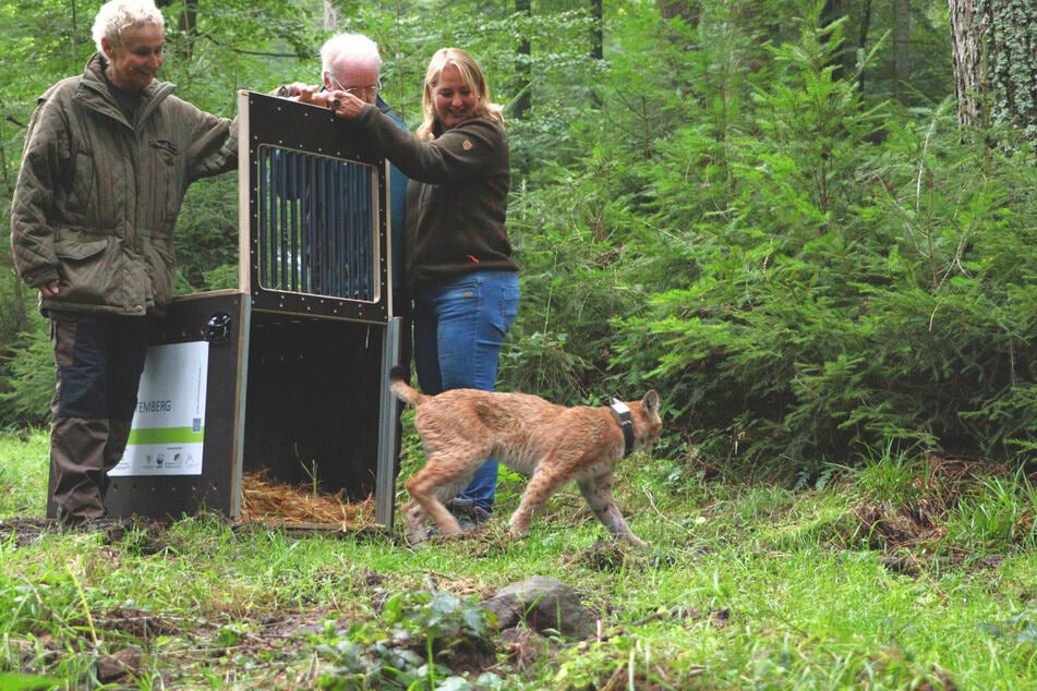 Der erste Schritt in die Freiheit: Luchskatze Elisabeth lebt jetzt im nördlichen Schwarzwald.