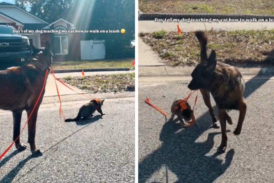 Frau führt Katze an der Leine, dann übernimmt ihr Hund das Ruder