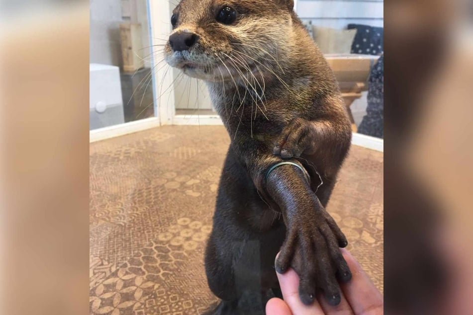 Otters will stick their hands through holes in their enclosure partition, eagerly reaching out for new human friends.