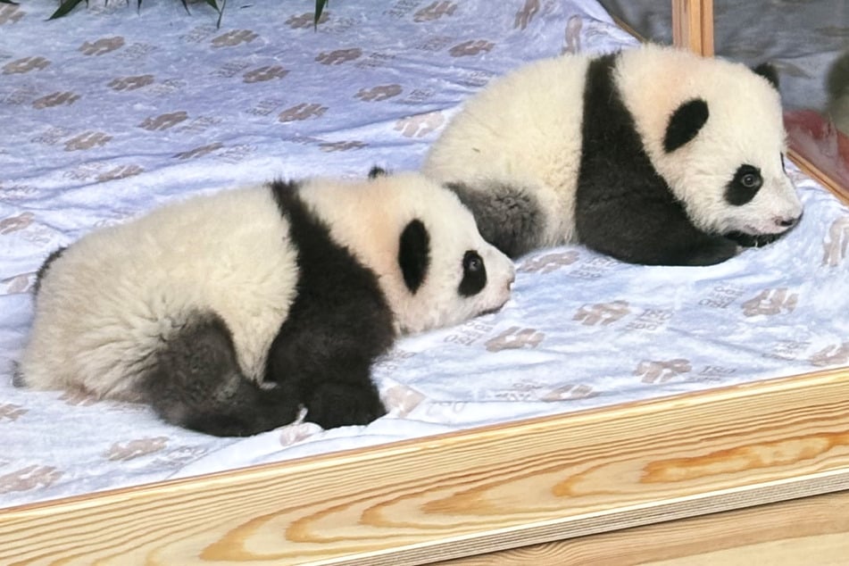 "Süßer Traum": So heißen die Panda-Babys aus dem Berliner Zoo