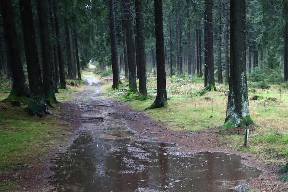 13-Jährige von Männern in Waldstück gezerrt! Wer hat etwas beobachtet?