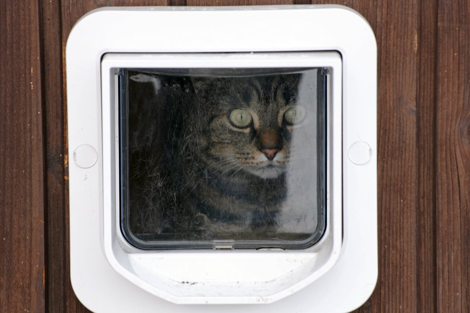 Eine Katzenklappe wäre sicherlich sinnvoll, wenn Pinsel und Bürste sich eingewöhnt haben und auch mal die Gegend erkunden wollen. (Symbolbild)