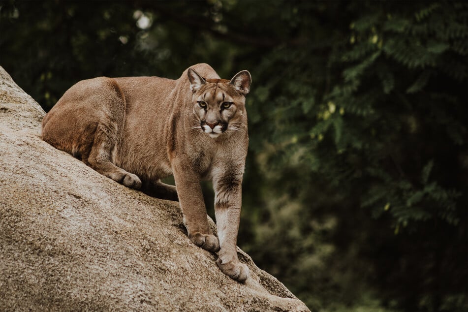 The Puma is recognized as the highest jumping mammal in the whole world.