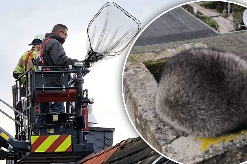 Zwierzęcy pożarniczy interwencja: szop wpadł w komin.