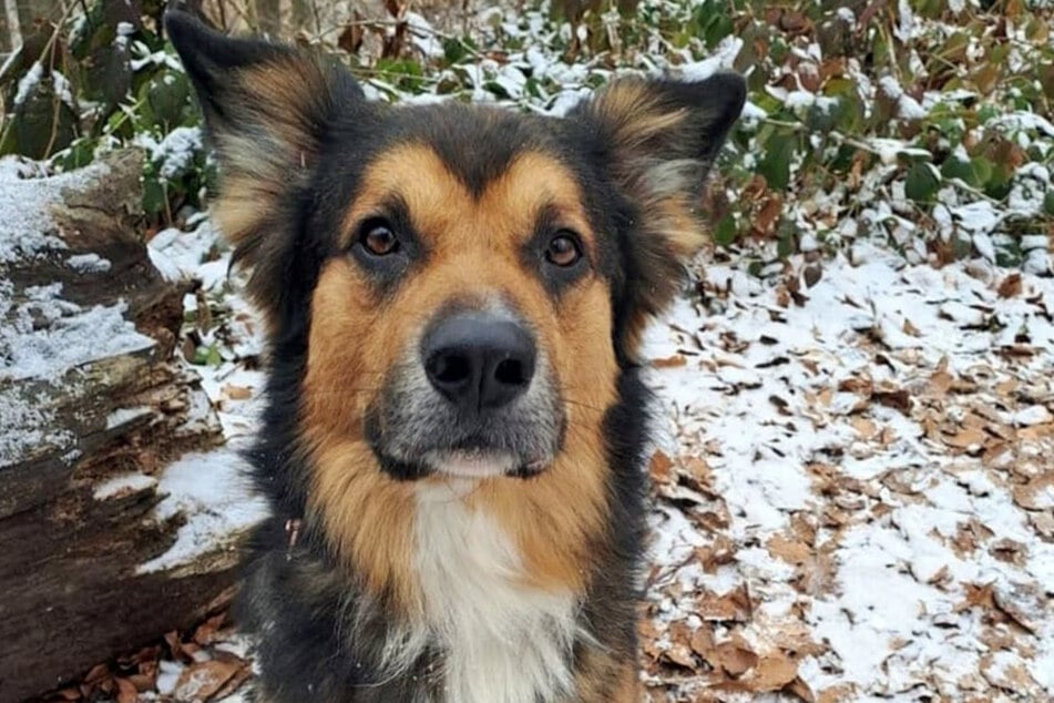 Lennart wurde nach behördlicher Entscheidung den Tierschützern übergeben.