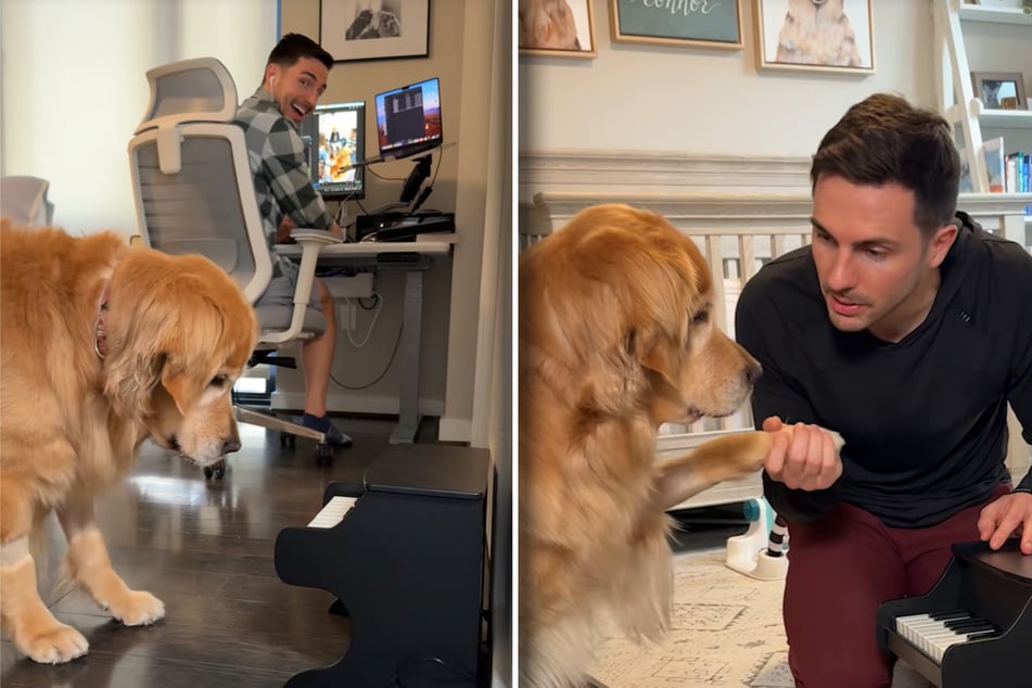 El Maestro muestra al Golden Retriever lo que puede hacer el Mini Piano: Pronto millones se reirán