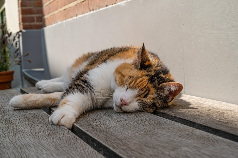 A shady spot and plenty of sleep will help a cat regulate its temperature in the heat.