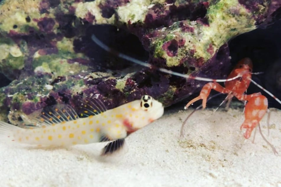 Pistol shrimp often live alongside other sea creatures.
