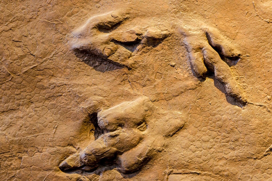 Researchers discover a dino-mite new species!