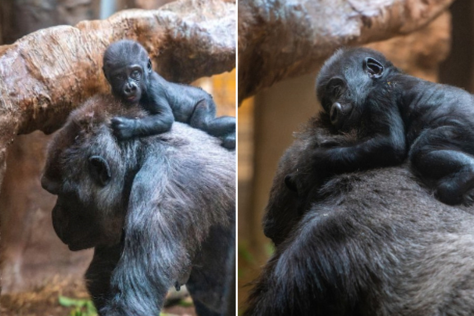 Baby Gorilla Jameela is bonding with her new mama!